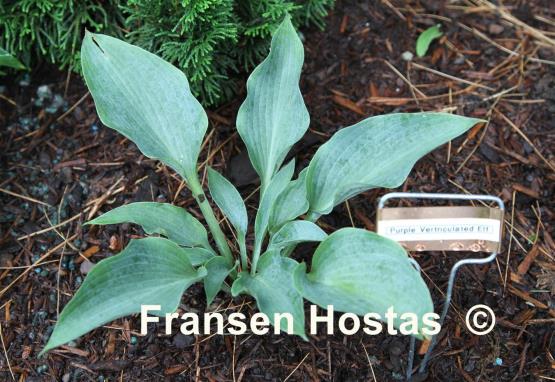 Hosta Purple Verticulated Elf